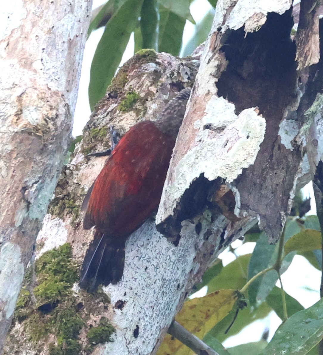 Blood-colored Woodpecker (Veniliornis sanguineus), photo 3