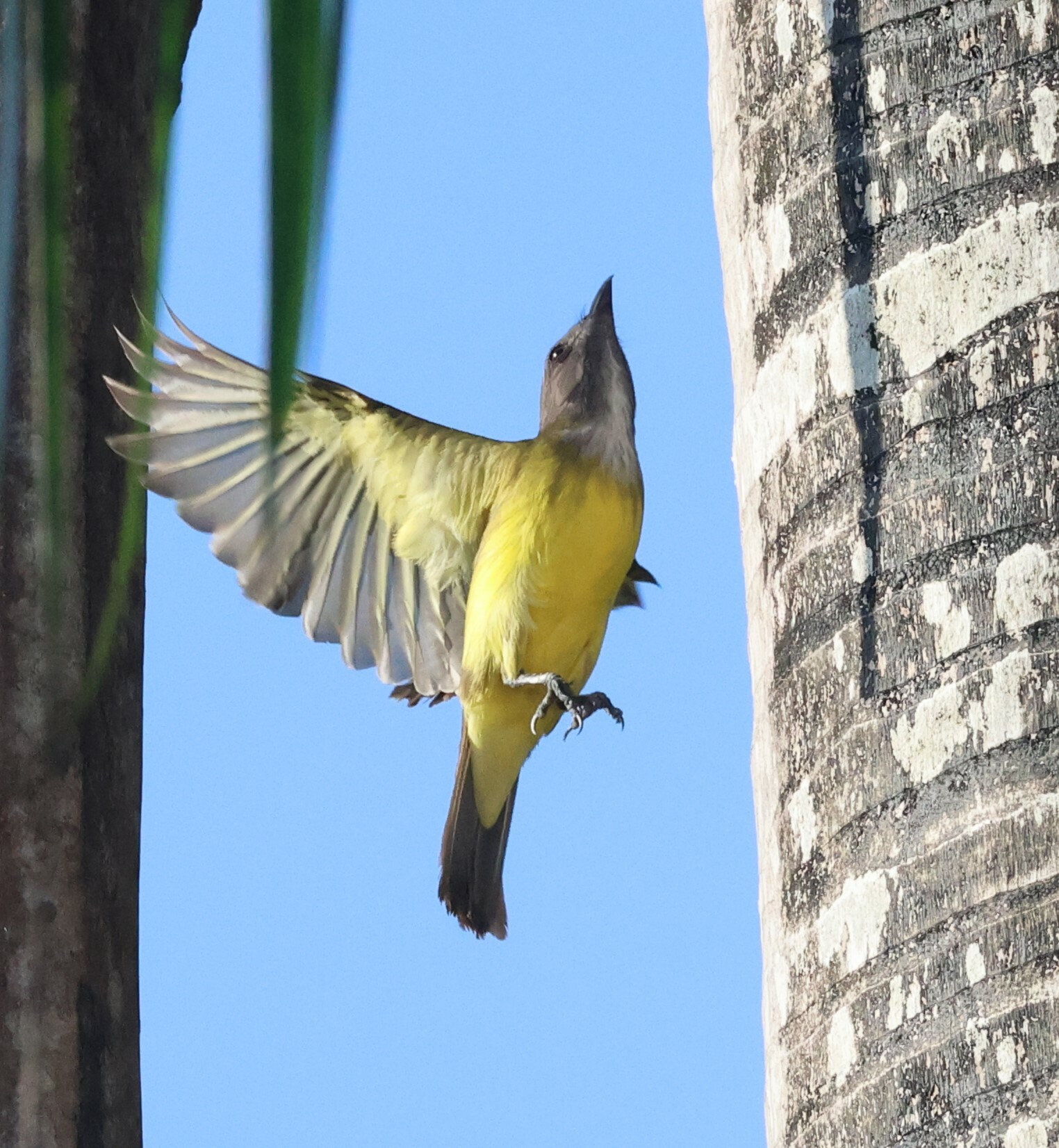 Sulphury Flycatcher (Tyrannopsis sulphurea), photo 10