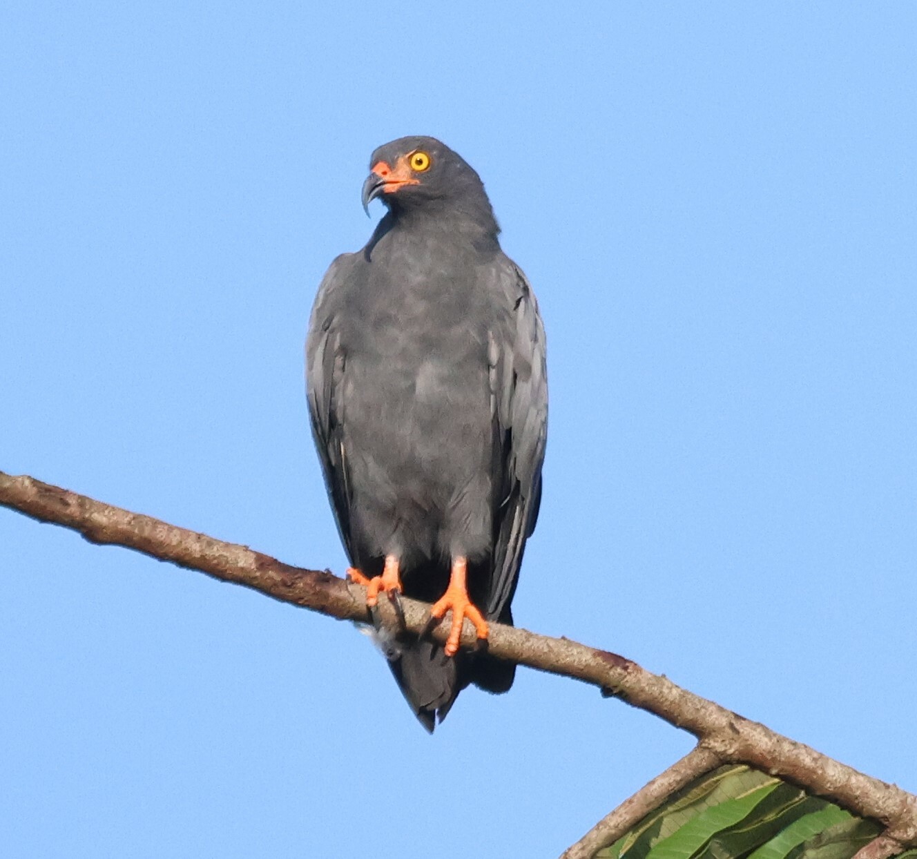 Slender-billed Kite (Helicolestes hamatus), photo 10