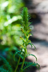Pedicularis procera