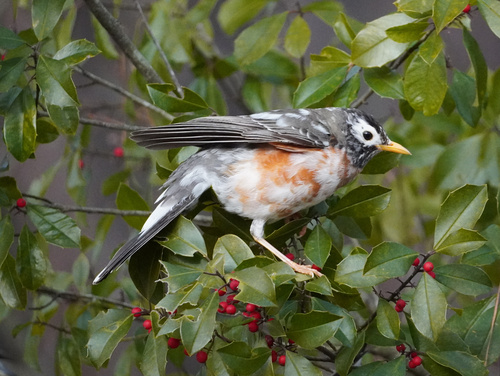 American Robin photographed in North Carolina
