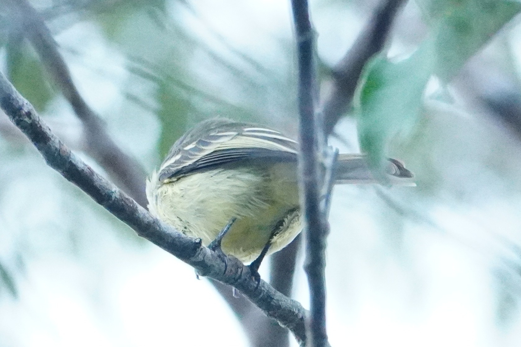 Yellow-crowned Tyrannulet (Tyrannulus elatus), photo 4