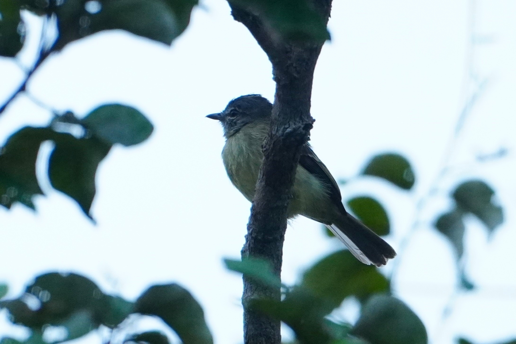 Grey-crowned Flatbill (Tolmomyias poliocephalus), photo 4