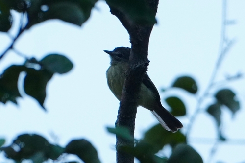 Grey-crowned Flatbill (Tolmomyias poliocephalus), photo 4