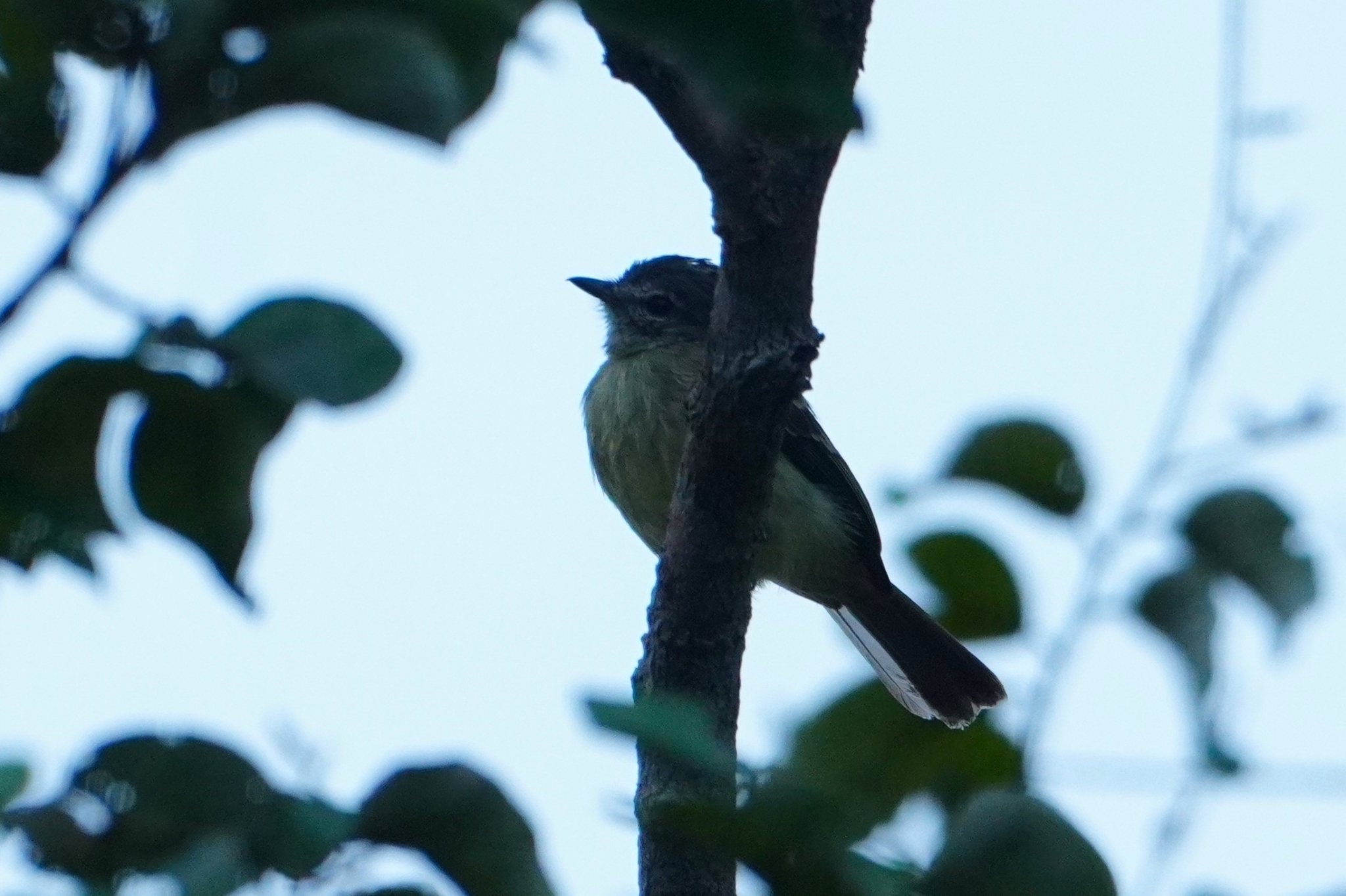 Grey-crowned Flatbill (Tolmomyias poliocephalus), photo 5