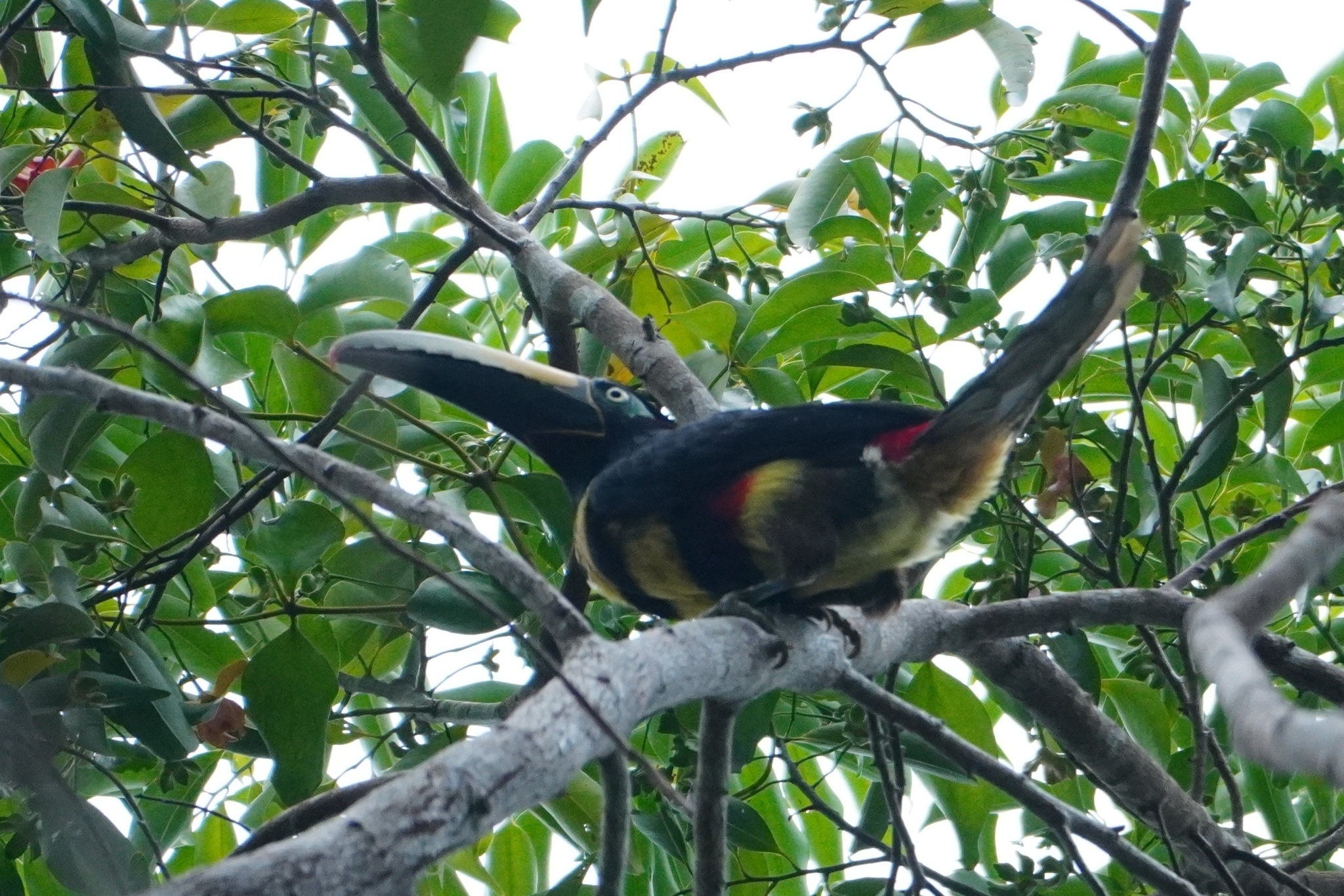 Many-banded Aracari (Pteroglossus pluricinctus), photo 1