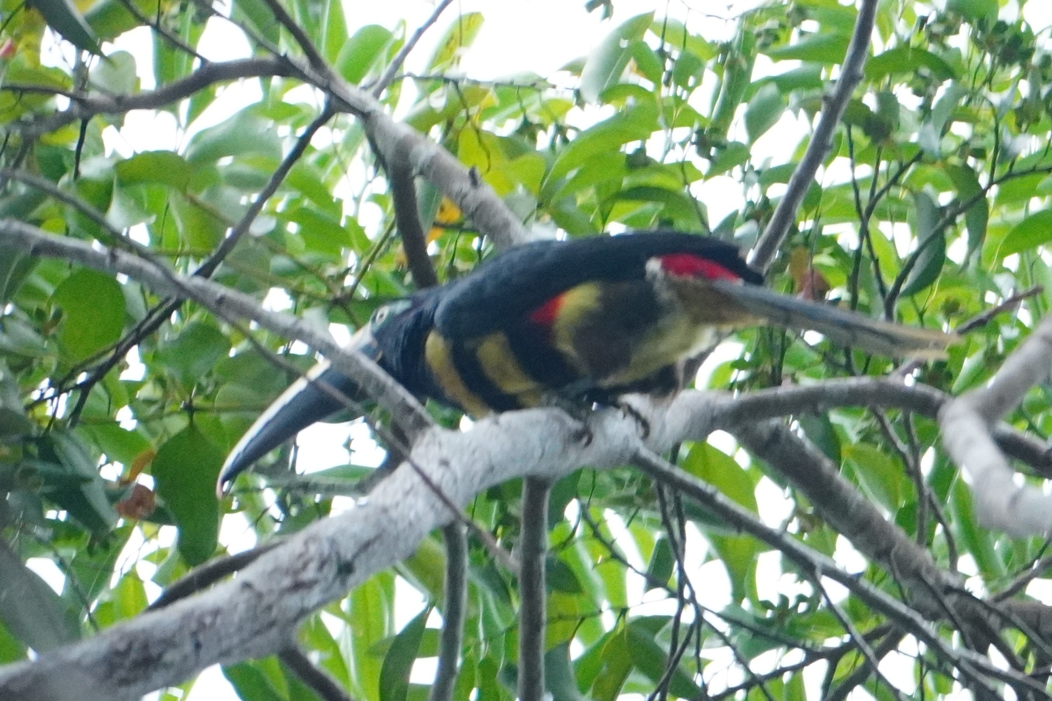 Many-banded Aracari (Pteroglossus pluricinctus), photo 2