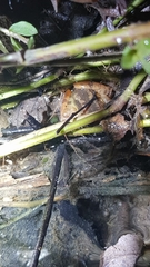 Limnonectes hascheanus