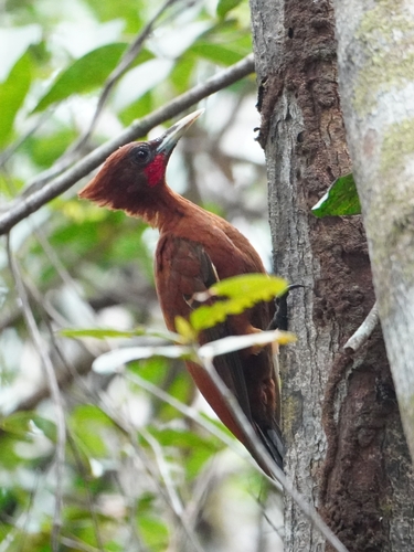 Chestnut Woodpecker (Celeus elegans)