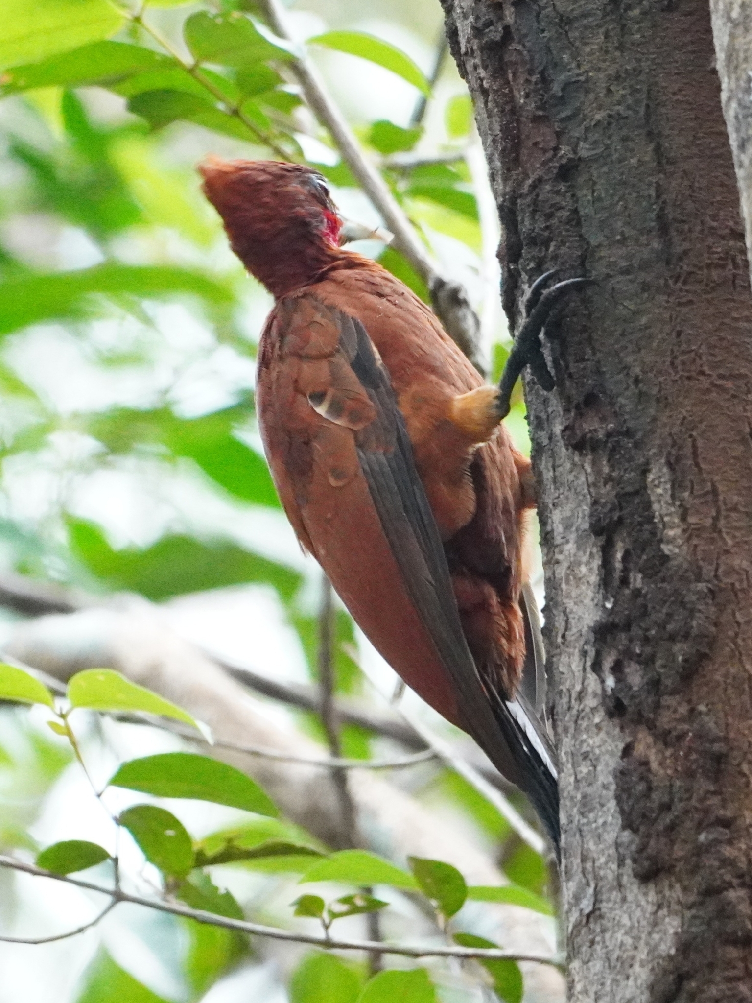Chestnut Woodpecker (Celeus elegans), photo 2