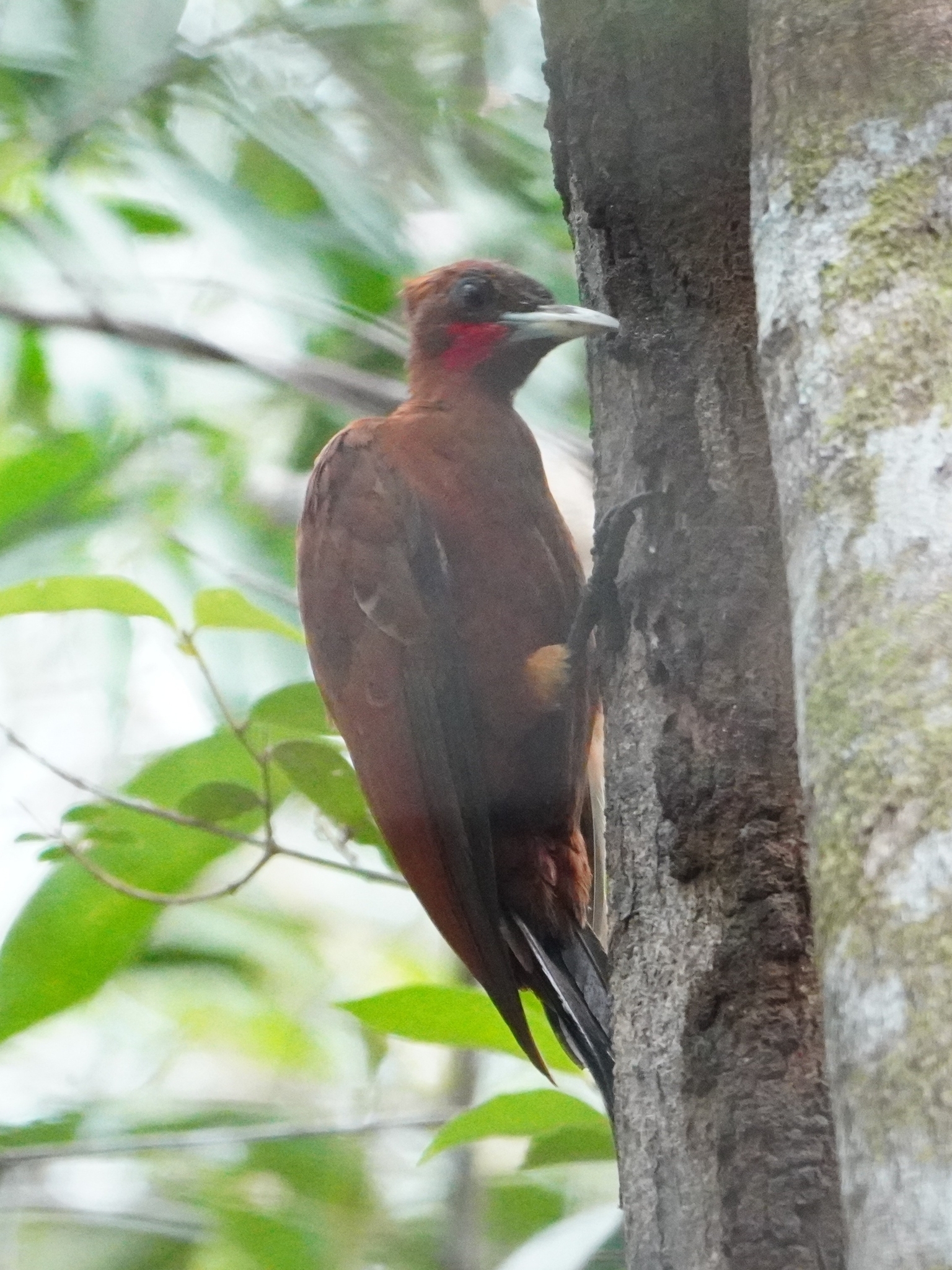Chestnut Woodpecker (Celeus elegans), photo 3