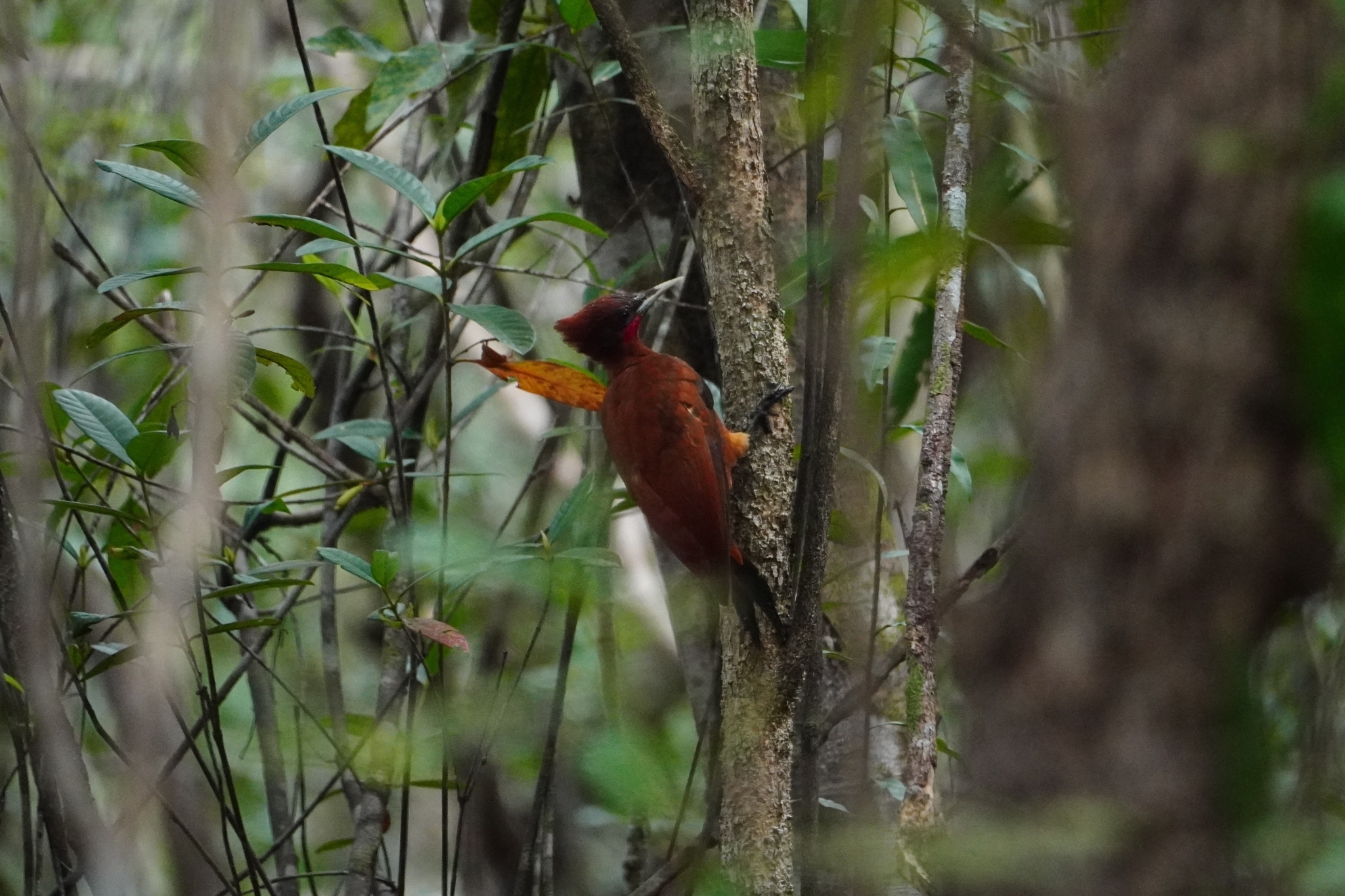 Chestnut Woodpecker (Celeus elegans), photo 4
