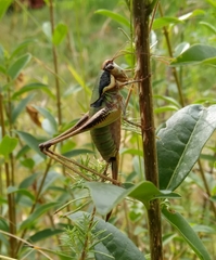 Eupholidoptera megastyla