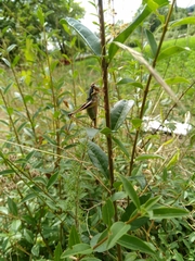 Eupholidoptera megastyla