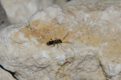 Entomobrya superba