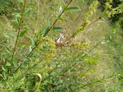 Eupholidoptera megastyla