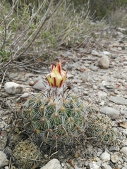 Coryphantha pallida