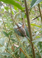 Eupholidoptera megastyla