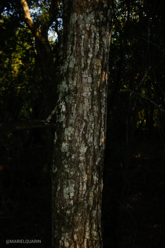 Juglans australis, photograph 5