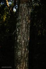 (c) Lourdes Mariel Quarin, some rights reserved (CC BY) Juglans australis, photograph (c) Lourdes Mariel Quarin, some rights reserved (CC BY)