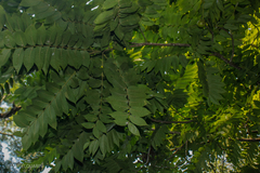 Juglans australis, photograph (c) Lourdes Mariel Quarin, some rights reserved (CC BY)