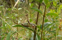 Eupholidoptera megastyla