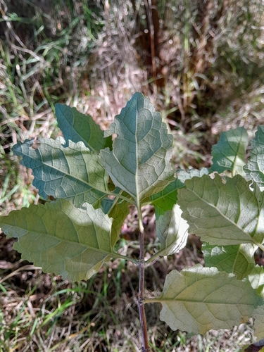 Image of Buddleja dysophylla by no rights reserved
