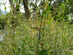 Eupholidoptera megastyla