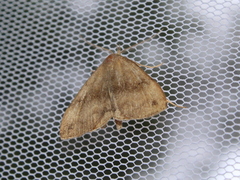 Phalaenostola eumelusalis