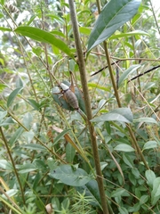 Eupholidoptera megastyla