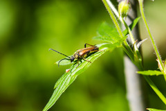 Lepturobosca nigrolineata