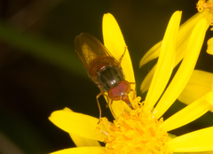 Rhingia rostrata