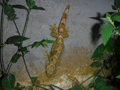 Thecadactylus solimoensis