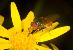 Rhingia rostrata