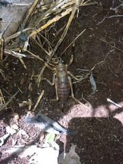 Nesoecia nigrispina