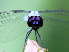 Brachydiplax duivenbodei