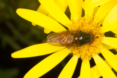 Rhingia rostrata