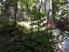 Dryopteris intermedia