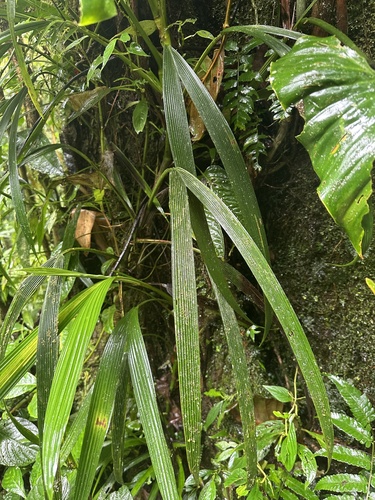 Asplundia stenophylla