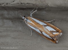 Catoptria latiradiellus