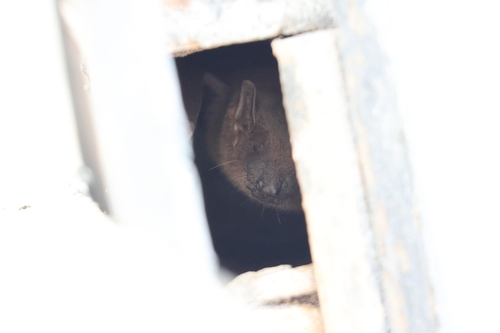 Lesser Asiatic Yellow Bat