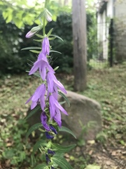 Campanula trachelium