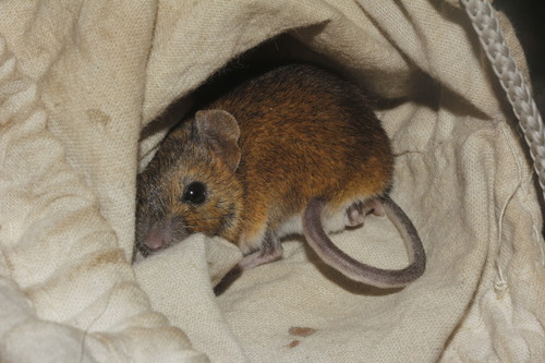 Sumichrast's Harvest Mouse