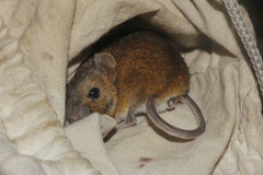 Sumichrast's Harvest Mouse photo 4
