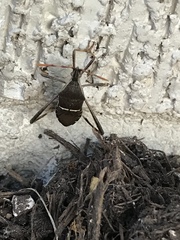 Leptoglossus zonatus