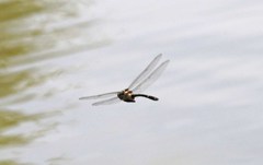 Macromia