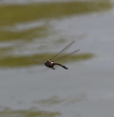 Macromia