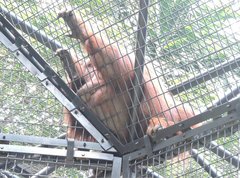 Pongo pygmaeus pygmaeus