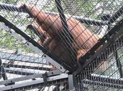 Pongo pygmaeus pygmaeus