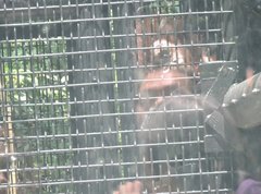 Pongo pygmaeus pygmaeus